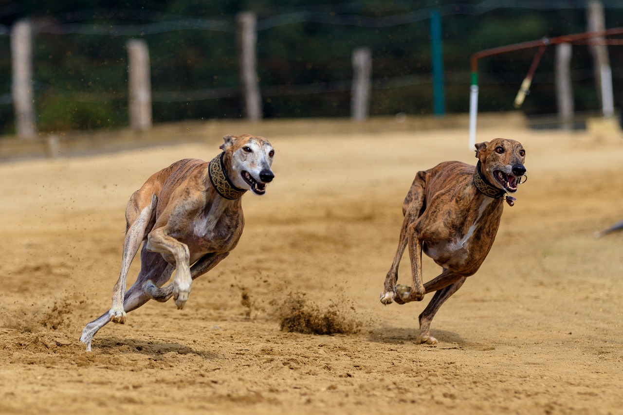 The Characteristics of the Greyhound - Speed and Grace